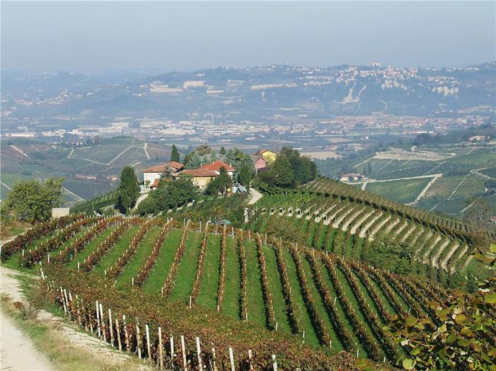Santa Maria Vineyard